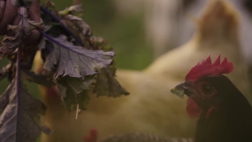 Hens eat at some crops