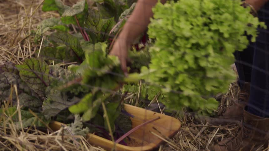 A woman is picking greens from a garden