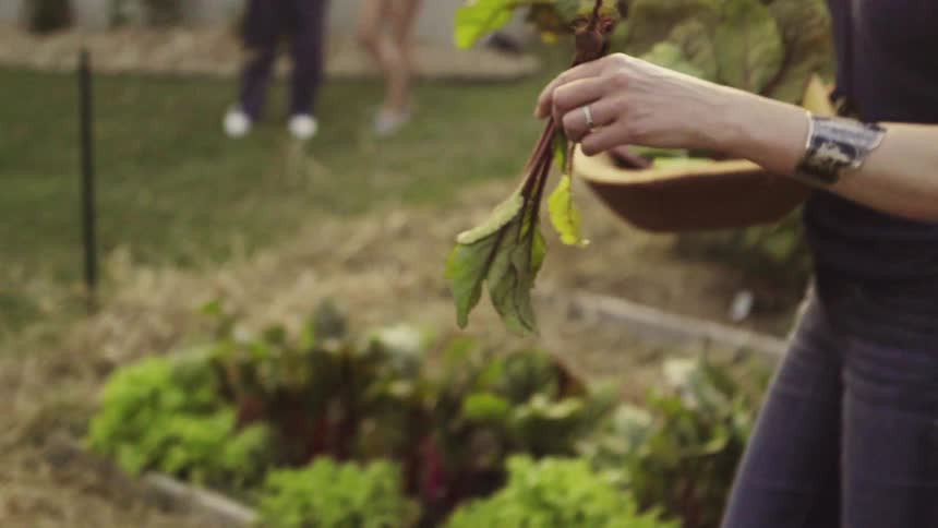 A woman hands a beet to another woman in a garden