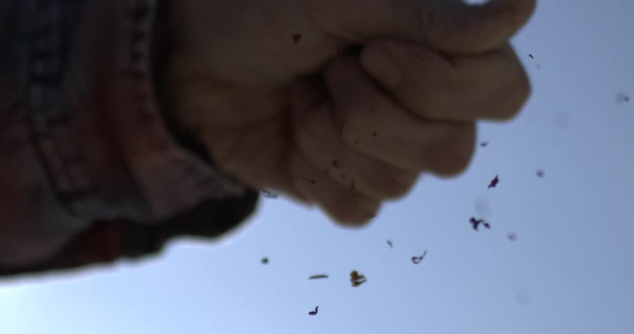 Dried herbs or tea leaves fall from a hand in extreme slow motion, shot from below against a clear sky