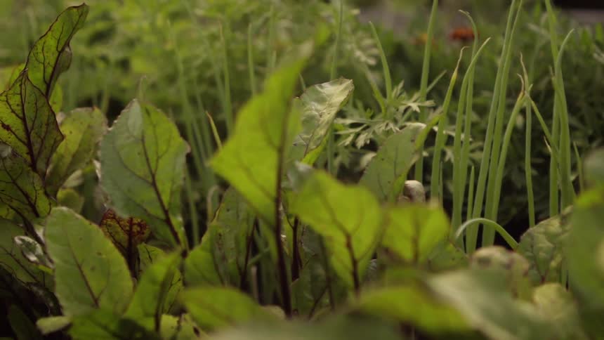 The grass is green with many plants