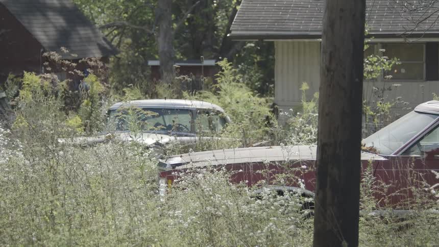 Abandoned cars are slowly consumed by overgrown weeds in a neglected rural yard