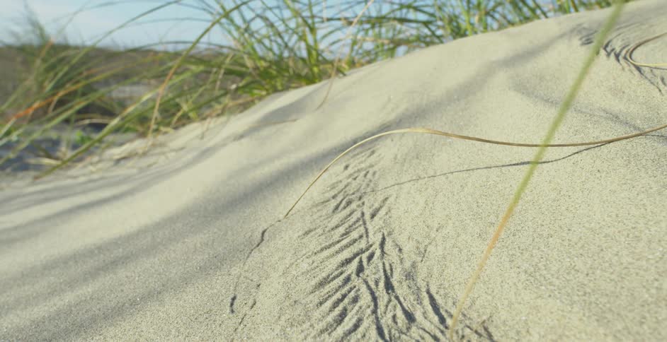 Close-up of an intricate insect track in the soft sand of a dune with a blade of grass swaying in the wind