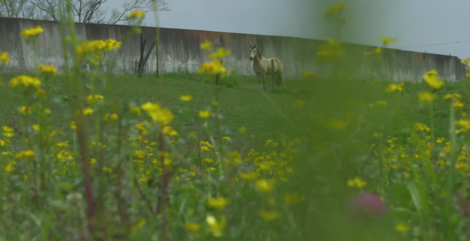 A rack focus shot shifts from a lone horse on a green hill to the yellow wildflowers in the foreground