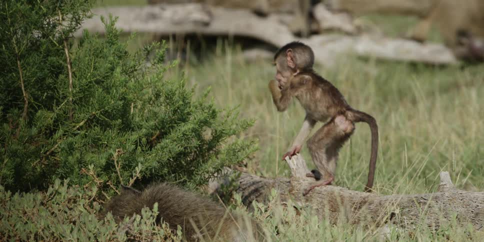 Baby monkey walks on the tree trunk