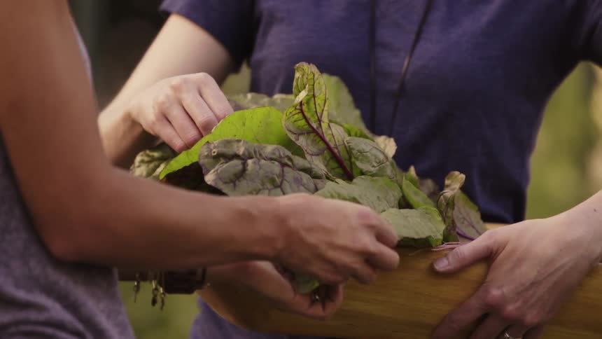 Women examine some crops, and take a taste