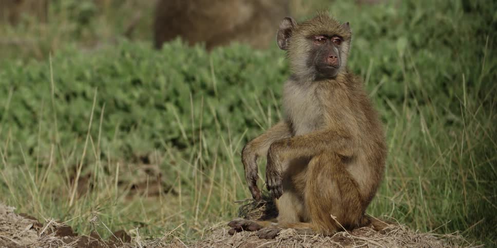 A monkey sitting