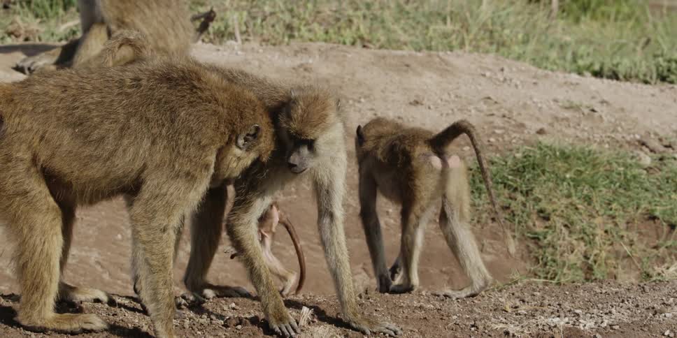 A baby monkey nursing as other monkeys approach its mother