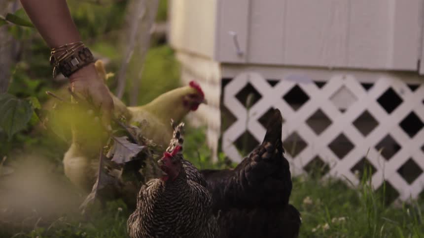 Woman brushing three chickens with leaves
