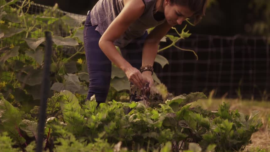 A woman is picking vegetables from her garden on a sunny day