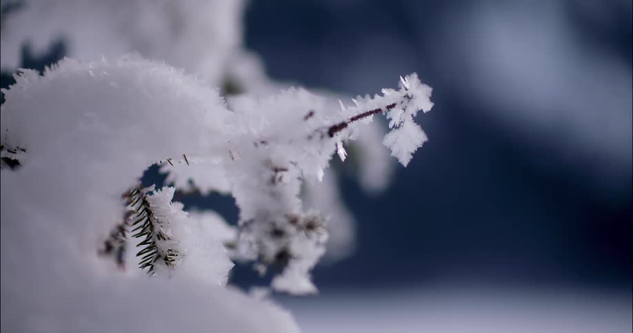 Snowflakes cover tree twigs