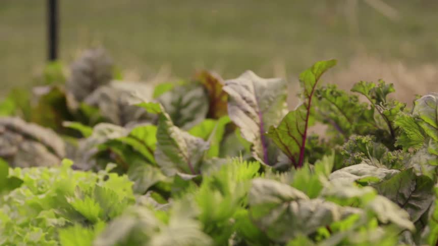 A row of lettuce and herbs grows in a garden