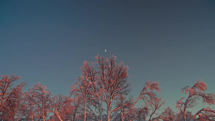 A crescent moon hangs in the deep blue sky over a still, snow-covered forest glowing in the pink light of dawn