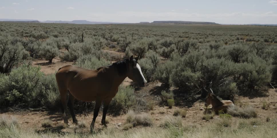 Two horses stand in the middle of grassy bush covered plains