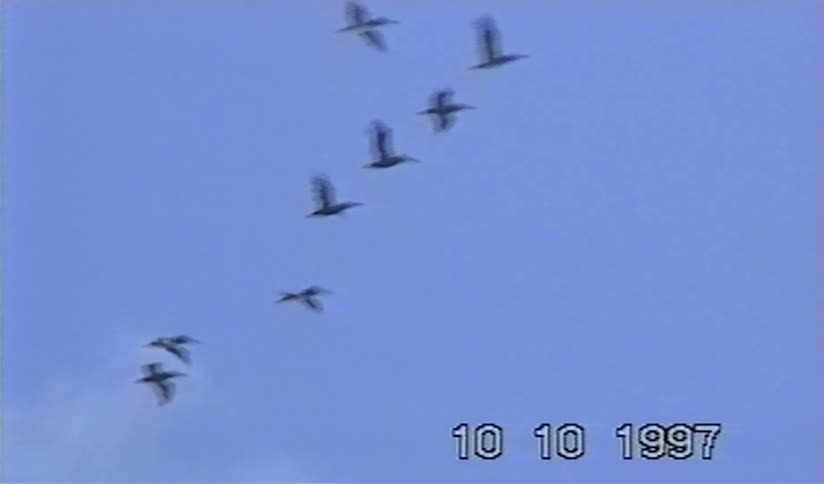 A flock of pelicans flies in formation against a clear blue sky in this vintage footage from 1997