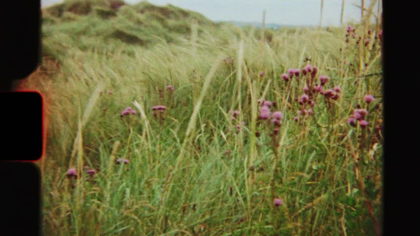 Super 8 film captures a tranquil scene of windblown grass and wildflowers on coastal sand dunes