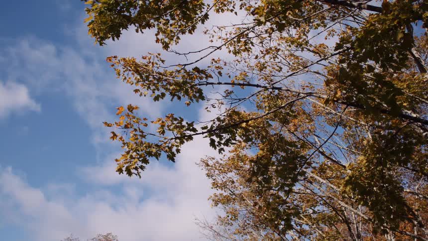 A peaceful low-angle view of golden autumn leaves on tree branches swaying gently in the wind against a bright blue sky