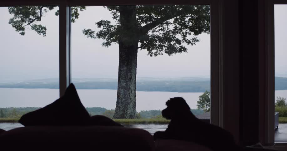 A small silhouetted dog rests on a couch and looks out a large window at a peaceful lakeside view with a large tree
