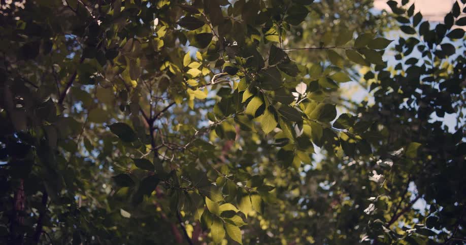 Looking up through a canopy of lush green leaves as sunlight filters through and they sway gently in the breeze