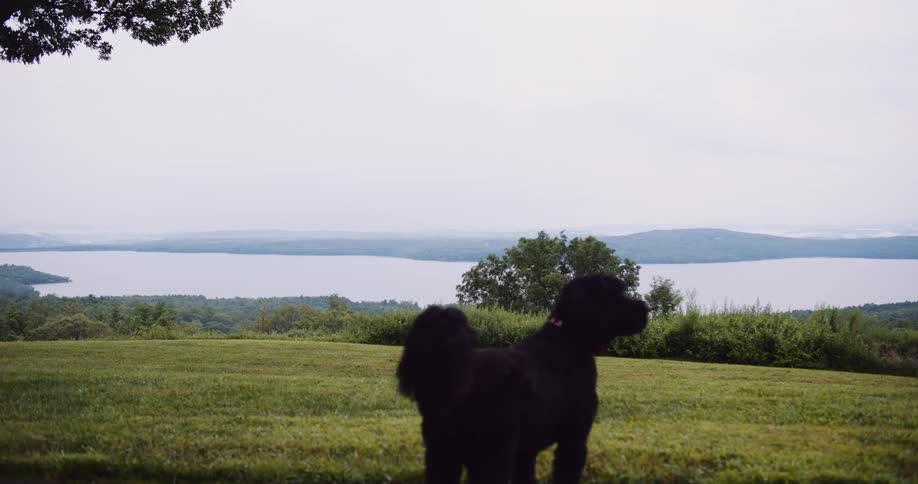 A fluffy black poodle stands on a green hill enjoying the scenic view of a wide lake and distant hills on a hazy day