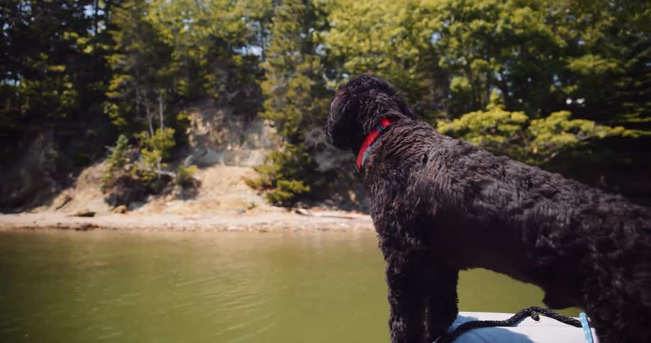 A fluffy black dog stands on the bow of a boat, looking out at a calm lake and the wooded shore on a sunny day