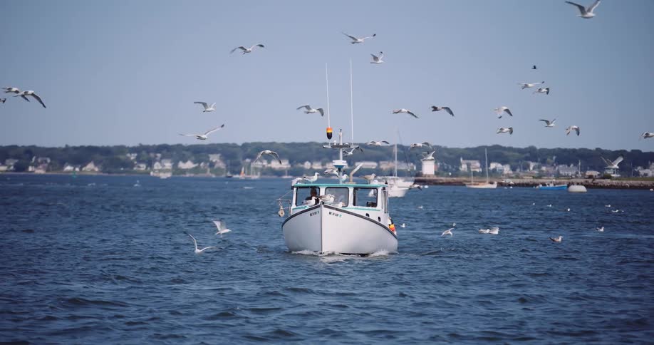 A fishing boat slowly makes its way through the ocean, followed by a large flock of seagulls flying overhead