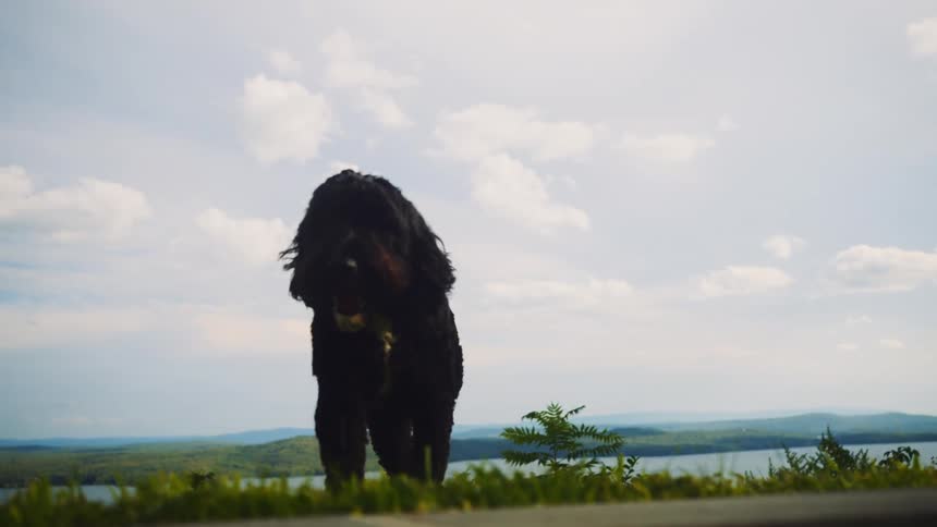 A majestic shaggy dog walks in slow motion towards the camera with a scenic view of a lake and hills in the background