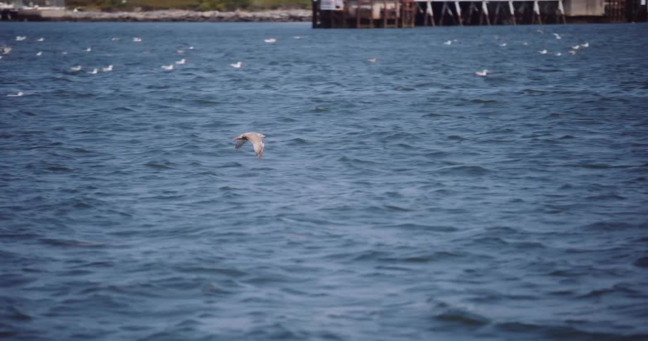A graceful seagull glides in slow motion just above the rippling ocean waves near a coastal harbor