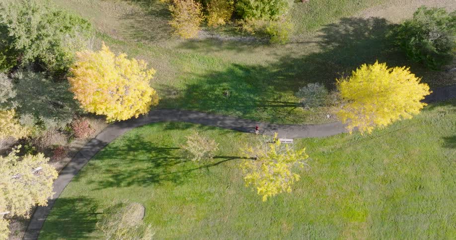 An aerial top-down view shows a person walking their dog along a path through a sunlit park with vibrant yellow autumn trees