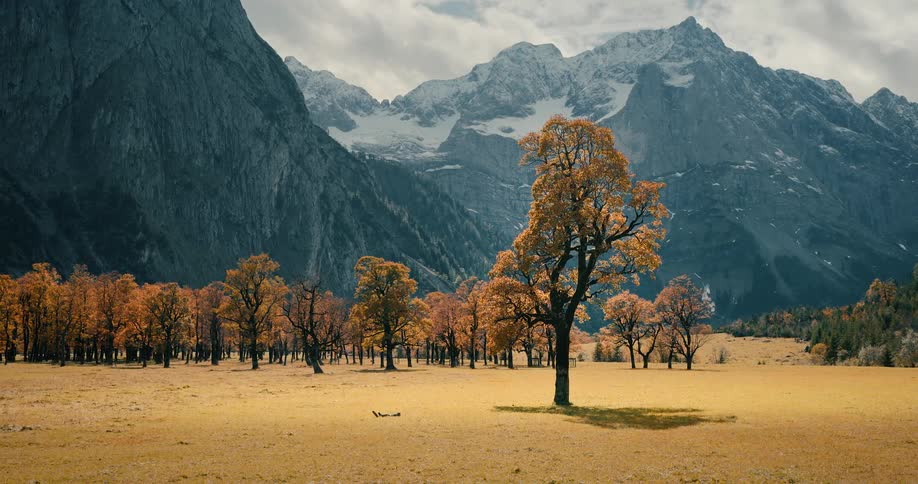 A majestic golden-leafed tree stands in an autumn field before a stunning snow-capped mountain range as the camera slowly zooms out