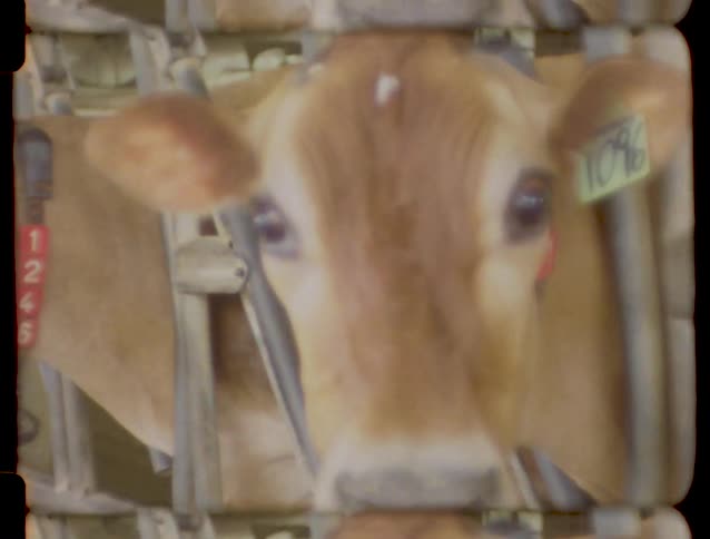 Vintage-style footage shows a close-up of dairy cows with numbered tags eating hay in their stalls inside a large barn