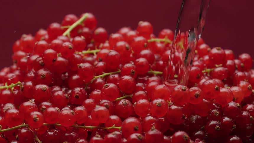 A stream of clear water pours over a pile of fresh red currants in slow motion against a red background
