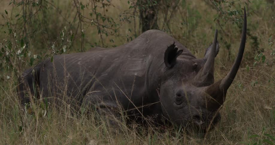 Rhinoceros laying on the ground