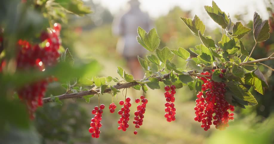 A branch of ripe red currants glows in the warm afternoon sun as a farmer walks through the orchard in the background