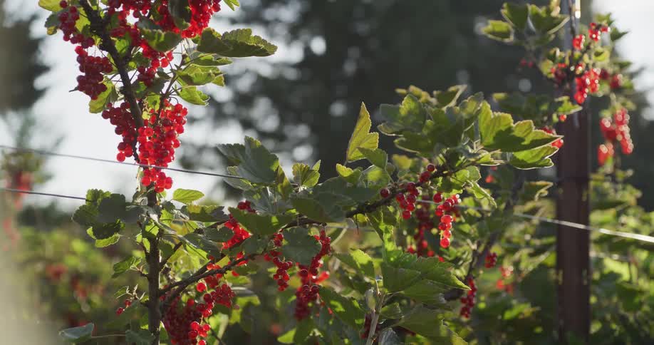 Sunlight filters through the leaves of a redcurrant bush laden with ripe berries in a beautiful garden