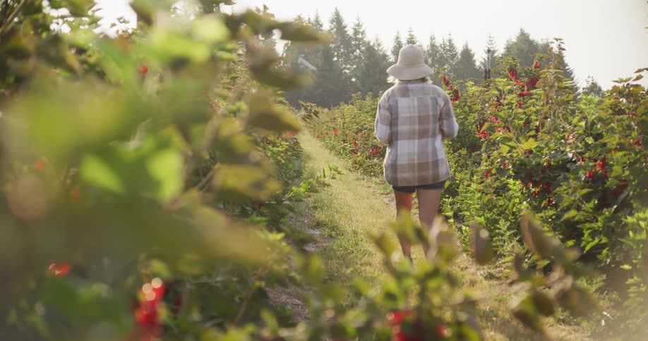 A woman farmer in a plaid shirt and hat walks away from the camera through a sun-drenched red currant field