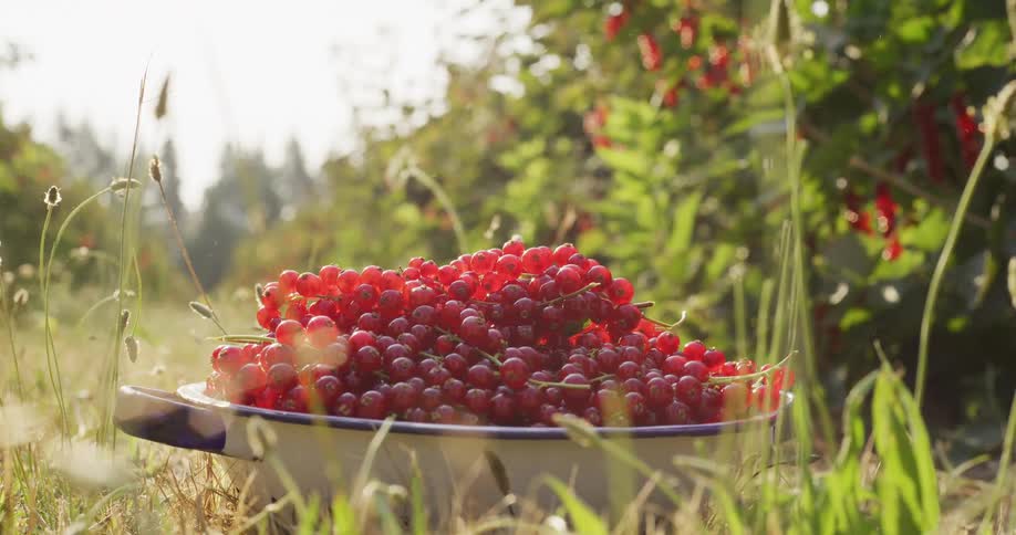 A farmer adds freshly harvested red currants to a white bowl sitting in the grass on a sunny summer day
