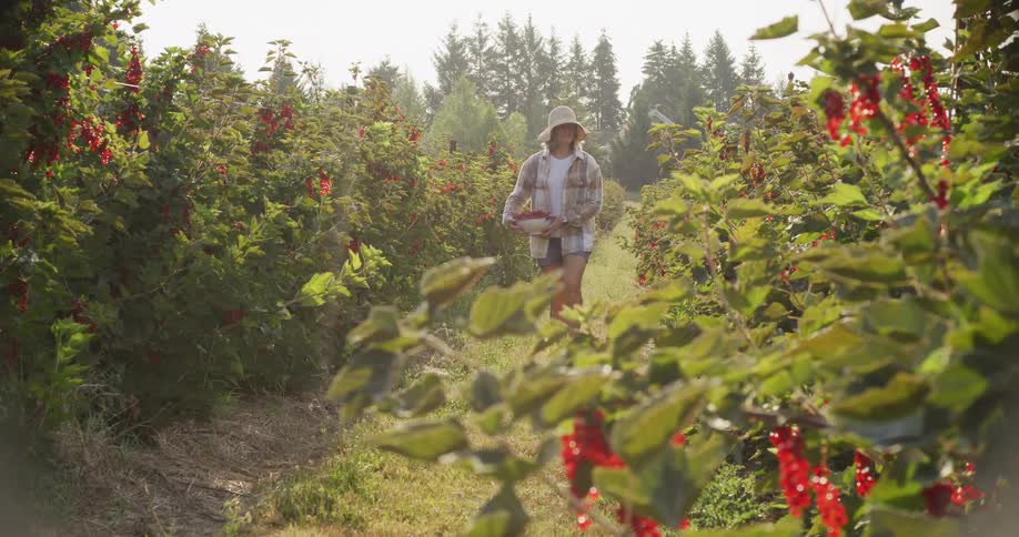Slow motion of a woman walking through a sunny field with a bowl of freshly picked red currants