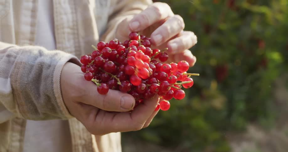 Slow motion close-up of a person's hands carefully holding a vibrant bunch of freshly picked red currants