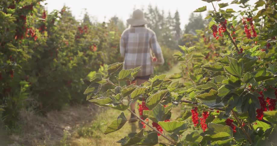 A woman carries a colander of freshly picked red currants as she walks through a sunlit field