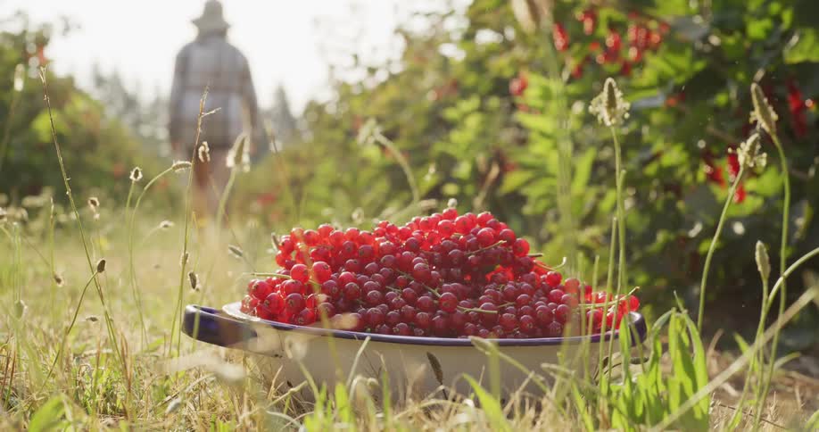 A bowl full of freshly picked redcurrants sits on the grass as a farmer walks away down the rows of a sunlit field
