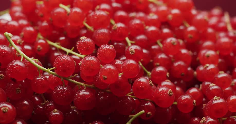 A detailed macro shot captures a pile of fresh red currants glistening with water droplets