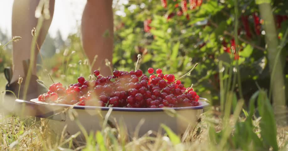 Close up of a farmer's hand dropping freshly harvested red currants into a bowl in a sun-drenched garden