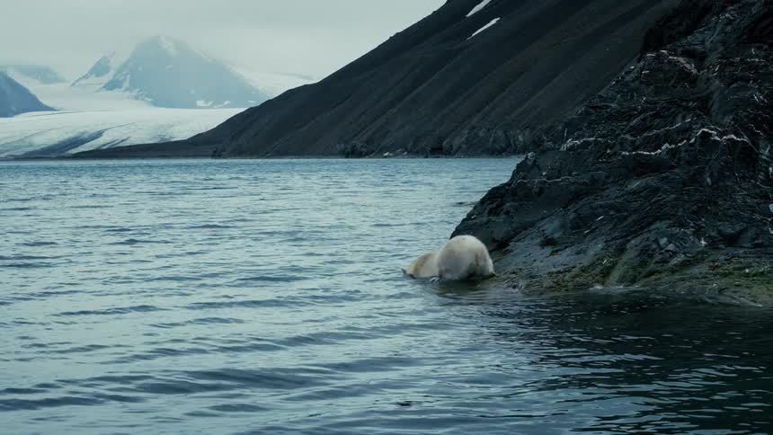 A polar bear enters the cold arctic water for a swim with a dramatic glacial landscape in the background