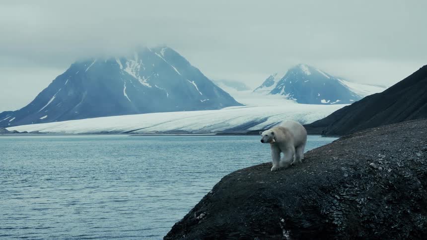A lone polar bear walks slowly along a rocky arctic shore with vast glaciers and snow-capped mountains in the background