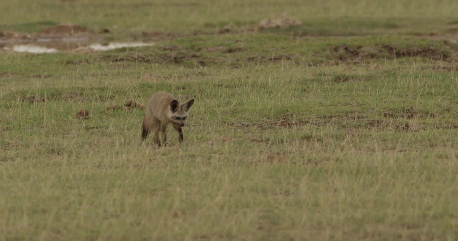 Small mammal with large ears trotting across an open plain