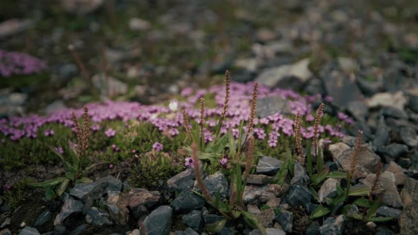 A close-up shot of small purple wildflowers and green moss growing amongst grey gravel