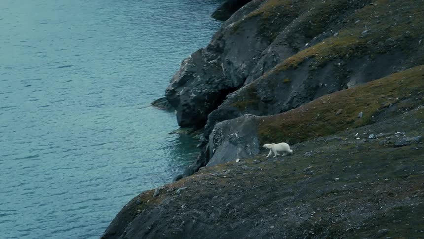 A lone polar bear wanders along a desolate, rocky cliffside above the cold Arctic ocean