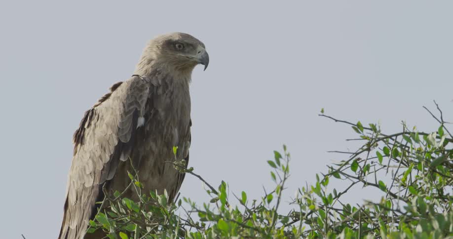 Large predatory bird looking around atop some shrubbery on a clear day