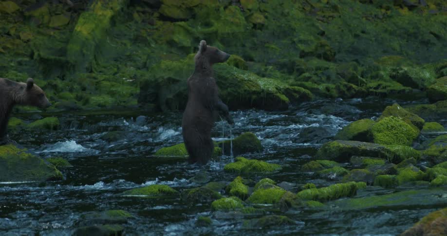 A curious brown bear cub stands up on its hind legs in a fast-flowing river surrounded by green mossy rocks